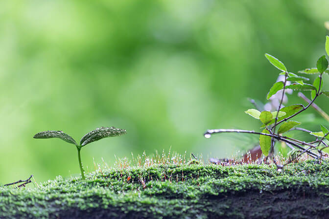 環境 : environment